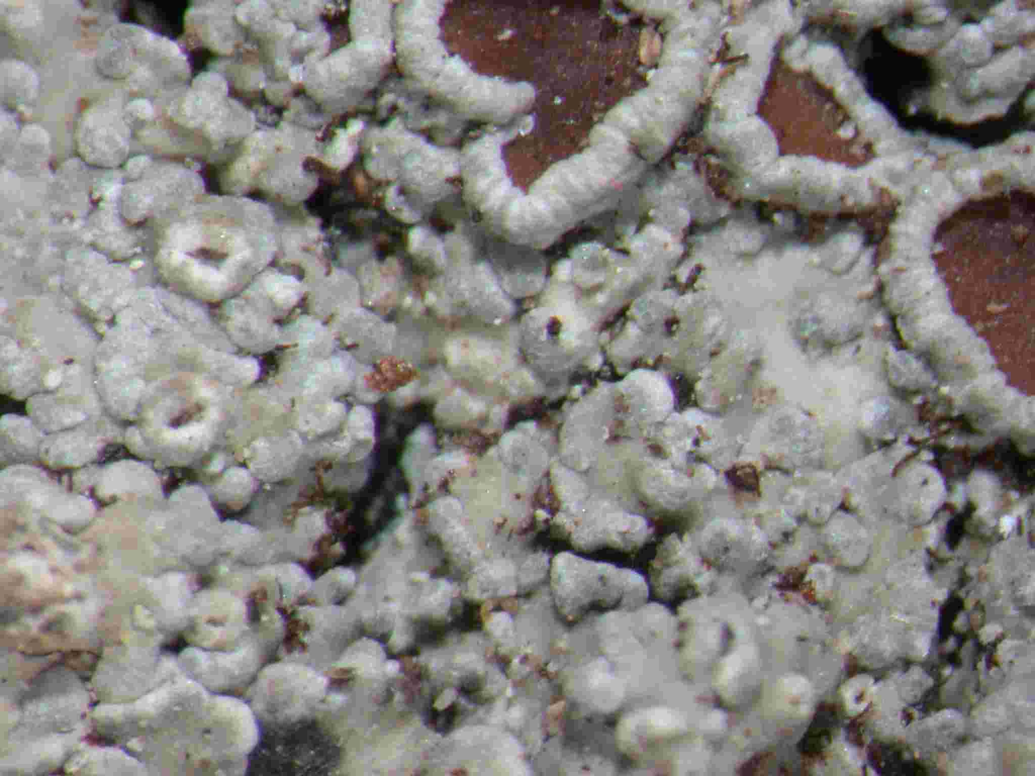 [Pannaria rubiginosa]